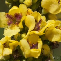 Dark Mullein